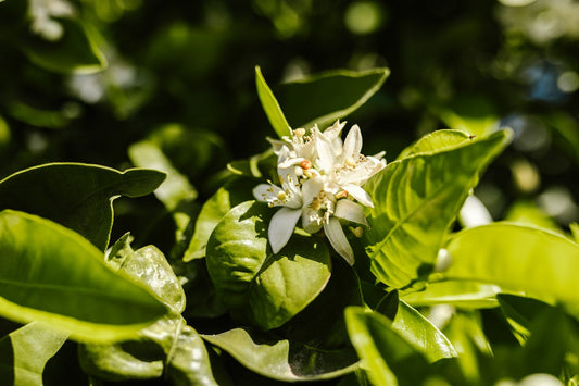 What Is Jasmine Essential Oil Good For?